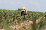 LABRADOR 456